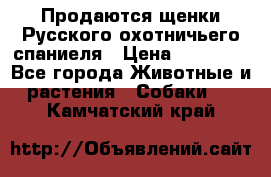 Продаются щенки Русского охотничьего спаниеля › Цена ­ 25 000 - Все города Животные и растения » Собаки   . Камчатский край